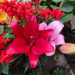 I love seeing these bright lilies bloom. I have a wide range of seasonal and classic flowering plants like these lilies to add a splash of color to your home or garden.