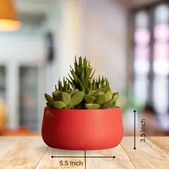 This is our popular red metal planter, shown here with a beautiful arrangement of succulents. It measures 5.5 inches wide and 3.5 inches high, a perfect size for a tabletop.