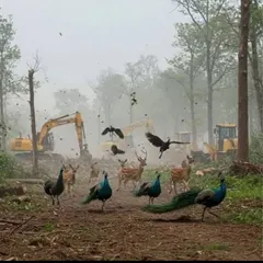 This is the reality of "development" that destroys nature. We are snatching homes from voiceless animals, clearing forests, and polluting rivers. My work in environmental justice is a fight to remind us that we are part of nature, not its masters.