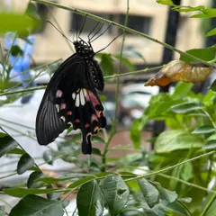 Our gardens are designed to be living ecosystems. By planting a native Curry Leaf tree, we provided a host for this Common Mormon butterfly to complete its life cycle. This is the heart of sustainable gardening: creating spaces that are good for you and for the planet.