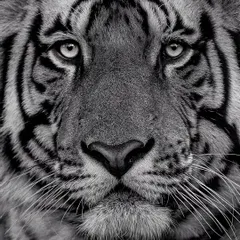 The soul of the tiger, captured in black and white. Removing color strips the image down to pure emotion, texture, and form. This intense portrait from Bandhavgarh shows the power of monochrome in wildlife photography, a technique I love teaching.