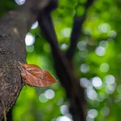 A wide-angle shot of a Sahyadri Blue Oakleaf butterfly camouflaged on a tree. From a distance, it's easily mistaken for a dry leaf, a crucial defense in the jungle.