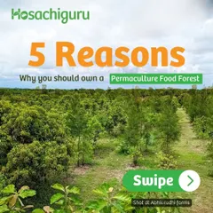 An infographic listing 5 reasons to own a permaculture food forest, with a view of our Abhiurudhi farms.