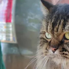 An intense and beautiful close-up of a tabby cat's face. We take the time to capture these moments that show the unique soul of every cat that stays with us.