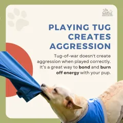 A game of tug of war, when played correctly with rules, is a fantastic way to bond with your dog and burn off energy. It does not create aggression but rather teaches impulse control and a good 'out' command.