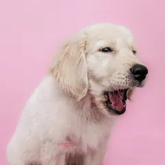 A sleepy puppy caught mid-yawn against a bright pink background. This adorable shot shows that even the simplest moments make for great studio portraits.