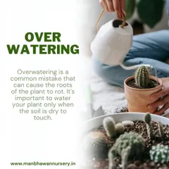 Overwatering is the number one mistake with succulents and cacti. It's crucial to let the soil dry out completely between waterings to prevent the roots from rotting.