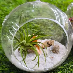 Simplicity at its finest. This hanging glass terrarium holds a beautiful air plant nestled in white sand and seashells, offering a touch of coastal calm to your decor.