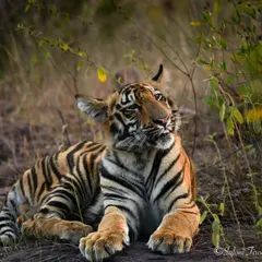 A young tiger cub named Veer, taking a moment to rest in Tadoba. Capturing these quiet, candid moments is a privilege.