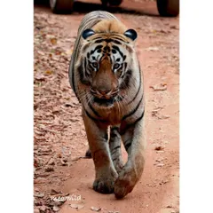 A head-on view of a tiger on its morning patrol. The way they move with such purpose is mesmerizing. You can feel the power in every step as it walks down the dirt track, completely at home in its kingdom.
