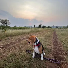 A beagle sits attentively on a dirt path during a sunset hike, taking in the sights and smells of the trail. These outings are fantastic for mental stimulation and are a key part of my confidence-building hikes for dogs in Pune.