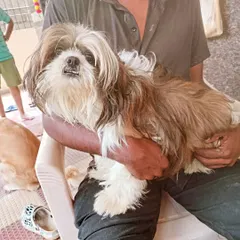 Gently holding a long-haired Shih Tzu before we begin the grooming. Building a calm connection is the first step.