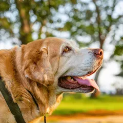 There's a special kind of wisdom in a senior dog's eyes. For Kumo's tribute session, we focused on capturing his gentle spirit in the warm, golden hour light. Every grey hair tells a story of love, and my goal is to honor that lifetime of companionship.