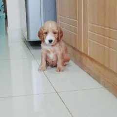 This is Roober on one of his first days with us. We specialize in puppy daycare, providing a gentle introduction to a social environment for young ones like this adorable Cocker Spaniel pup.