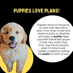 Puppies thrive on routine. Establishing a consistent schedule for feeding, potty breaks, and playtime helps them feel secure and learn faster.