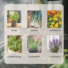 Want to keep mosquitoes away naturally? This graphic lists several plants like basil, rosemary, and lavender that act as natural insect repellents for your garden or patio.