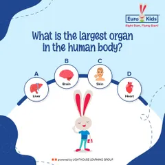 Here's a fun biology question for you. What is the largest organ in the human body? Is it the liver, brain, skin, or heart?