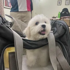 Little Juno is ready for his in-cabin flight from Delhi to Vietnam! Look at that happy face. He's excited to meet his new doggy brother.