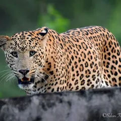 I call this leopard 'Ranaji' because he carries himself like royalty. Here he is, peering over a wall in Jhalana Reserve Forest. His confident gaze and striking blue eyes make him look like a model who knows his angles.