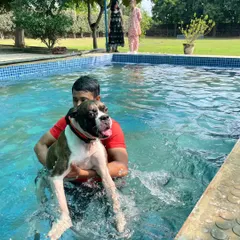 A beautiful shot of a Boxer enjoying his hydrotherapy session. The water supports his body, allowing for pain-free movement, which is especially beneficial for dogs with arthritis or mobility issues.