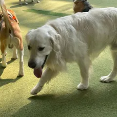 A beautiful white retriever taking a leisurely stroll. Not every moment is high-energy; we have plenty of time for calm exploration too.