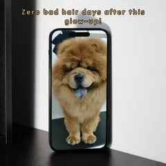 This Chow Chow's glow-up means no more bad hair days. A thorough groom helps manage their thick double coat, reducing shedding and keeping them comfortable.
