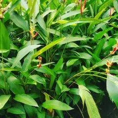 A lush patch of Heliconia plants, also known as Lobster-claws, with their unique, vibrant flowers. These tropical plants can create a stunning focal point in a larger garden or terrace.