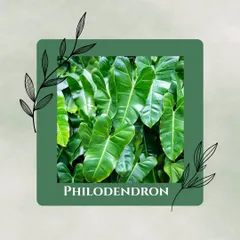 The heart-leaf Philodendron is a fast-growing vine that is excellent at battling formaldehyde. It's a versatile and effective addition to your clean air crew.