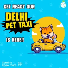 Announcing our dedicated pet taxi service for Delhi and NCR. This convenient transport is available for both your cats and dogs, ensuring they can get to their destination safely, whether it's for a vet visit or a fun day out.