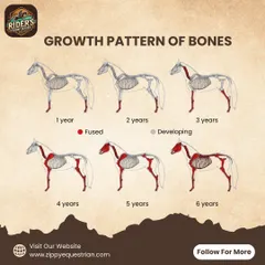 An infographic from our Rider's Friday Series showing the growth pattern of a horse's bones, emphasizing the need for wise and patient training.
