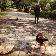 An early morning walk is a dog's version of reading the newspaper. The damp earth and quiet air enhance their sense of smell, allowing them to gather information and soothe their minds. I teach clients how to use a long leash correctly to give their dogs this essential sensory experience.