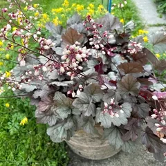 The delicate flowers and rich, dark foliage of a Heuchera plant. This is a wonderful perennial for adding color and texture to outdoor pots and garden beds.