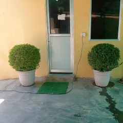 We supply and style potted plants for any location. These perfectly spherical topiary shrubs in simple white pots are ideal for framing an entrance and require minimal maintenance.