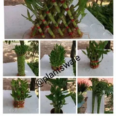 We offer Lucky Bamboo in many forms, from intricate pyramid and spiral arrangements to simple, elegant stalks. Each style carries its own significance, making it a versatile gift for any occasion.