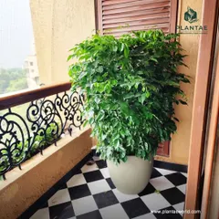 Even a small balcony can become a lush retreat. This large Ficus plant in a simple modern pot fills the space with vibrant green, creating a private haven on a checkerboard floor against an ornate railing.