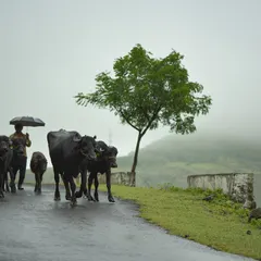 This is the mood of the Maharashtra monsoon I love. A lone herder, his cattle, and the rain-soaked road create a quiet, powerful story of everyday life in the countryside.