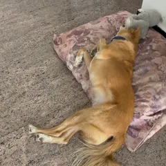 A well-deserved nap for Luffy. I ensure every dog has comfortable, quiet spots to rest and recharge throughout the day, just like they would at home.
