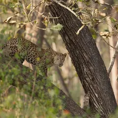 Peering through the branches, a leopard demonstrates its skill at using the forest canopy for cover. Patience is key to getting a clear view of these hidden cats.