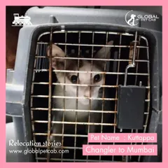 This is Kuttappa, a sweet cat who traveled with us from Changler to Mumbai. We ensure our feline passengers have a quiet and secure environment during their journey.