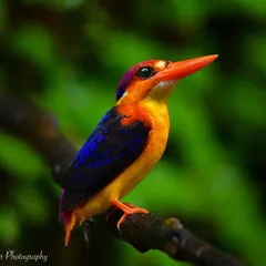 The Oriental Dwarf Kingfisher is like a jewel of the forest. Capturing its vibrant colors, from the deep blues to the fiery orange, requires a fast lens and an even faster eye. This little bird is a testament to the incredible biodiversity I strive to document.