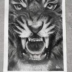 A straight-on view of the finished tiger sketch, capturing its fierce expression.