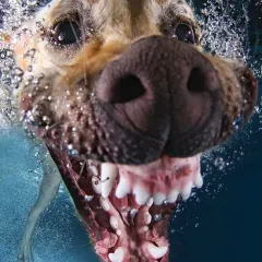 An intense, up-close shot of a dog's powerful jaws and determination. Underwater photography reveals a side of your pet you rarely get to see, full of raw energy and focus.