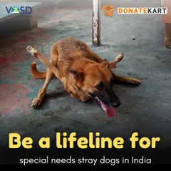 This dog with splayed legs is just one of the many special needs cases we care for. We are a lifeline for dogs with congenital defects, paralysis, or severe injuries that make them unadoptable.