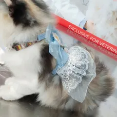 For pet parents who love to dress up their furry friends, I offer a selection of pet apparel. This light blue harness with lace detail is both charming and functional for keeping your cat secure on a leash.