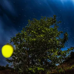 May the fireflies follow you where the butterflies do not. A long exposure captures the magical light trails of fireflies swarming around a tree under a starry night sky in Maharashtra.