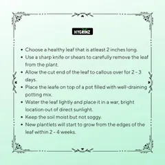 Propagating a Jade Plant is easy! This guide shows you the simple, step-by-step process of growing a new plant from a single leaf.