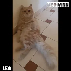 Leo is chilling like a boss. It's so rewarding to see a cat this comfortable, just lounging without a care in the world.