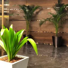 I believe even a simple setup can create a big impact. In this corporate lobby, I used elegant planters with tall Areca Palms to add a touch of sophistication and create a welcoming entrance against the warm wood paneling.