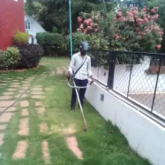 A neat lawn is the foundation of a beautiful garden. Here I am performing regular lawn mowing and edging, a core part of my garden maintenance service that keeps your green spaces looking crisp and well-kept.