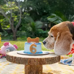 A Beagle named Waffle eyes his 6th birthday cake during an outdoor picnic celebration. The rustic setup with a wooden cake stand adds a charming touch.
